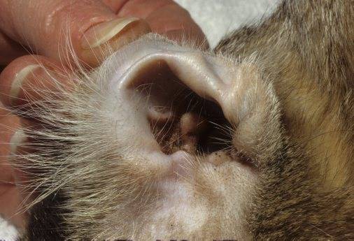 Как определить и лечить ушной клещ у кошек