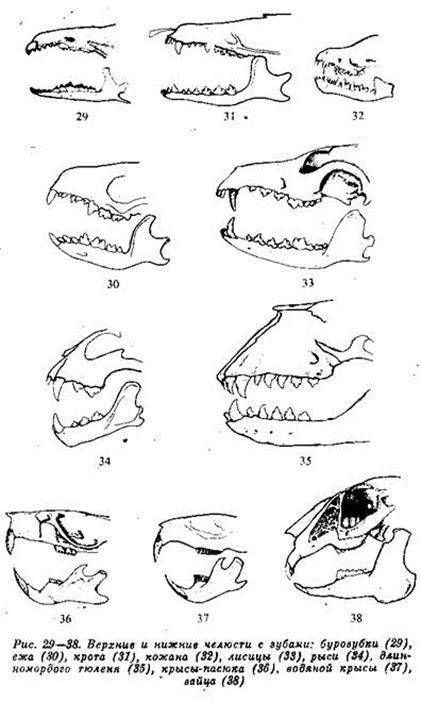 Дифференциация зубов млекопитающих. Зубные формулы отрядов млекопитающих. Зубная система низших млекопитающих. Зубная система млекопитающих. Зубная формула грызунов млекопитающих.