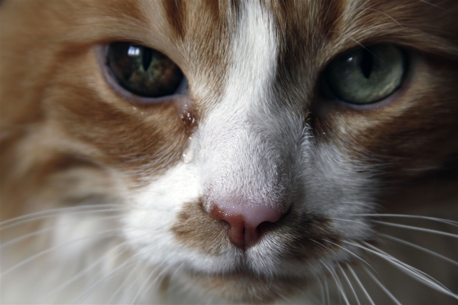 Умеют ли коты и кошки плакать? — superfb