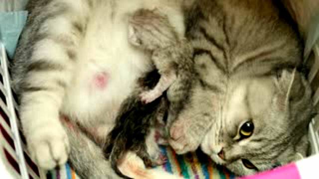 Когда можно заводить котенка после смерти кота — почему умирают котята через сутки после родов?