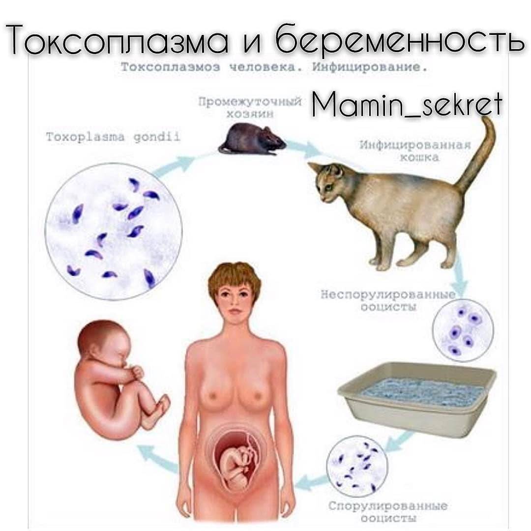 Как передается токсоплазмоз от кошки к беременной