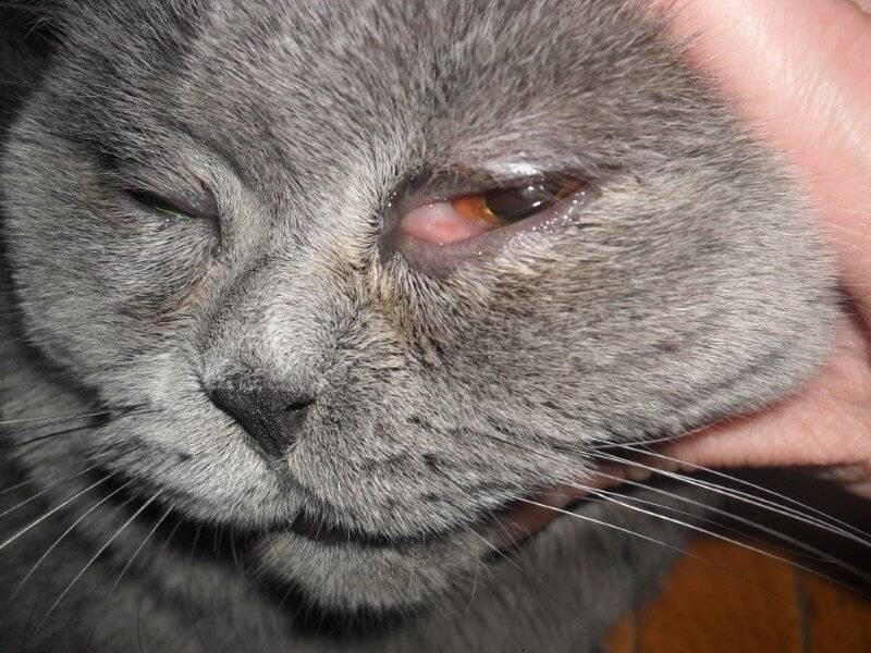 У кошки третье веко закрывает глаз: что делать, методы лечения