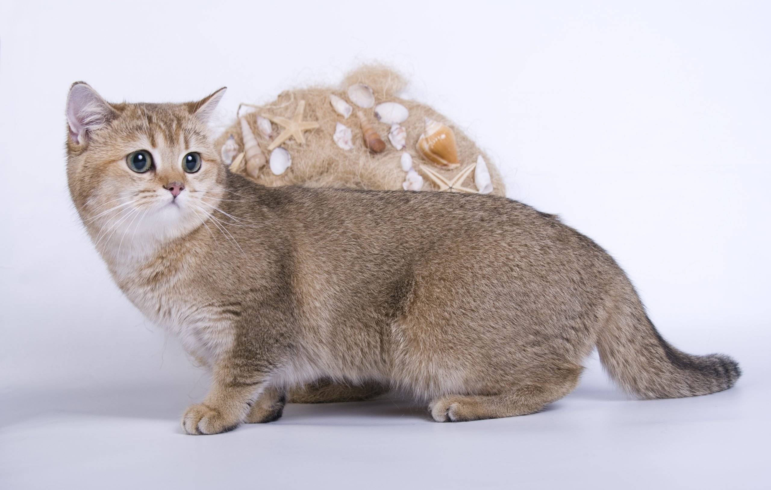 Манчкин: описание породы коротколапых кошек с фото, особенности характера и содержания