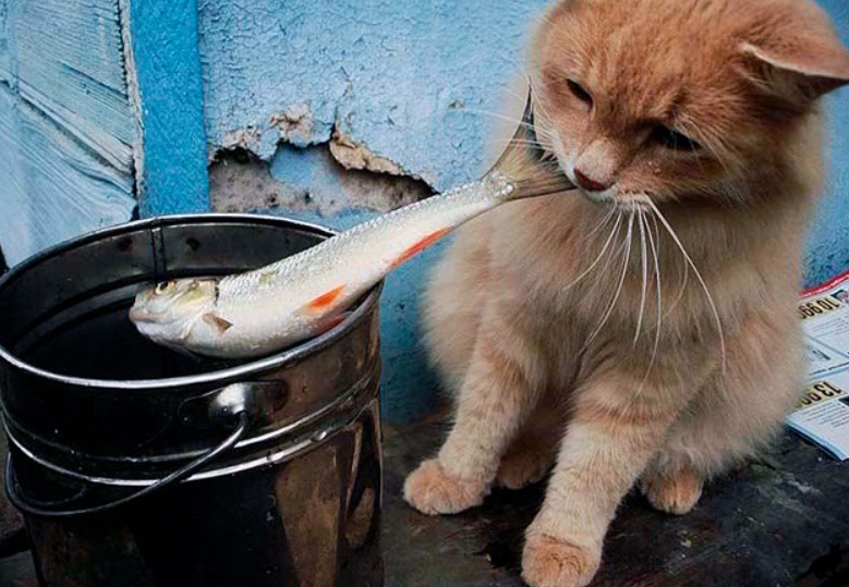 Сколько времени варить рыбу для кошки?