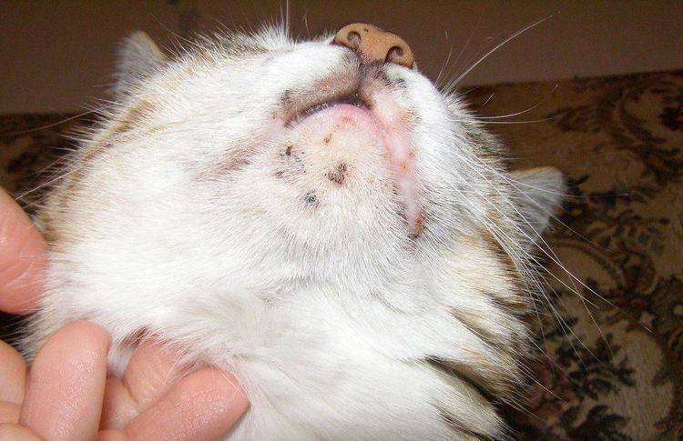 Болеют ли кошки туберкулезом?