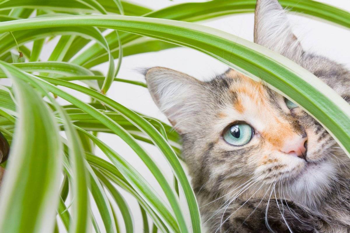 Как защитить цветы от кошки дома — список методов