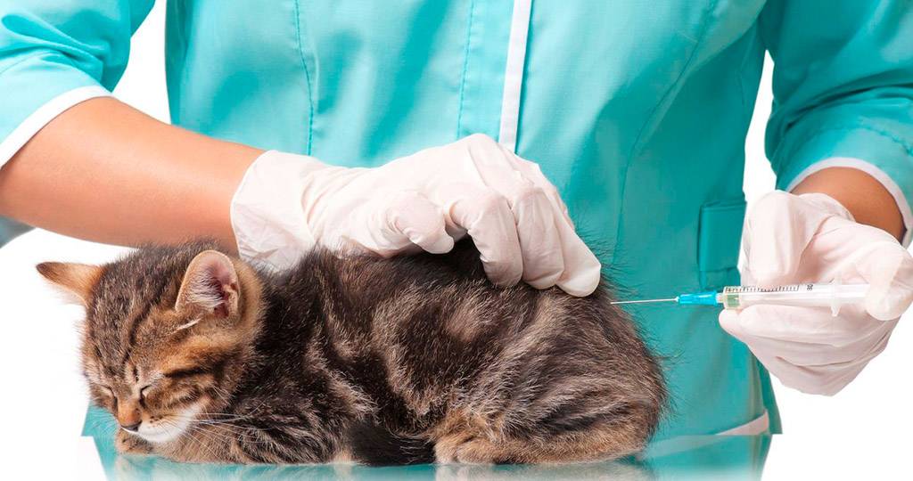 Как подготовить кошку к стерилизации: советы ветеринара по подготовке животного к операции