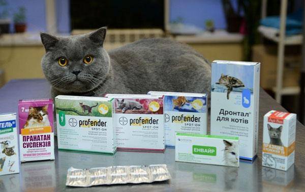 Антибиотики для кошек: все «за» и «против»