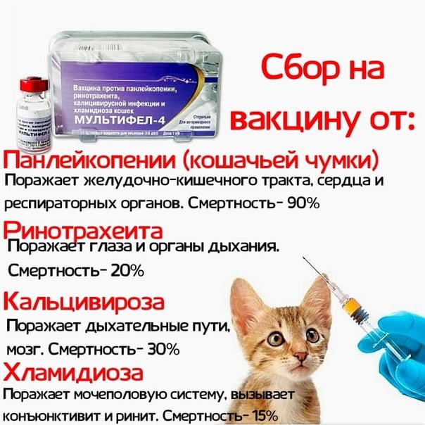 Как часто делают кошкам прививку от бешенства: какую вакцину выбрать, сколько действуют вакцина, правила вакцинации