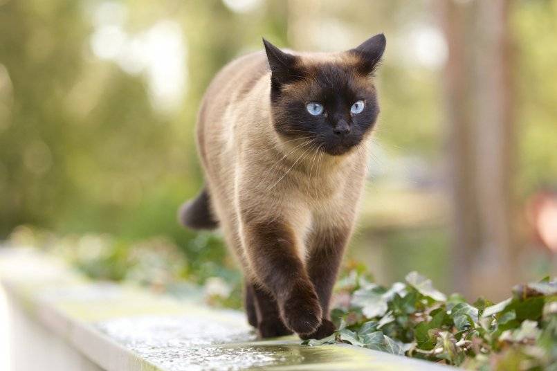 Тайский бобтейл — 130 фото, цена, характер, особенности и описание породистых кошек