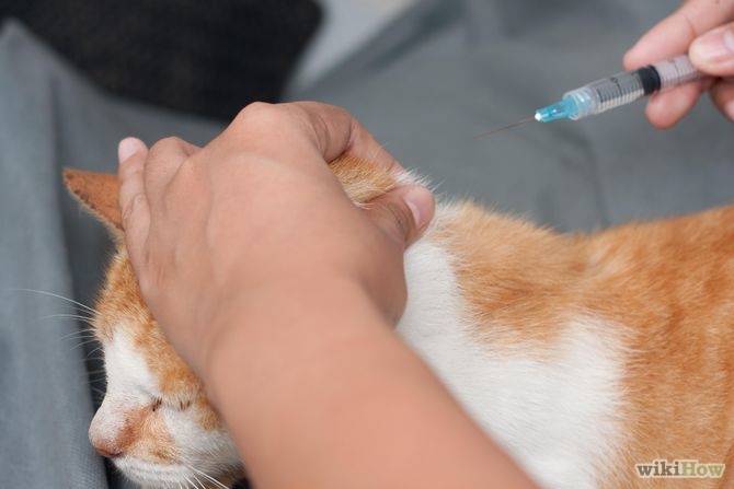 Сахарный диабет у кошек: первые признаки заболевания, лечение, профилактика