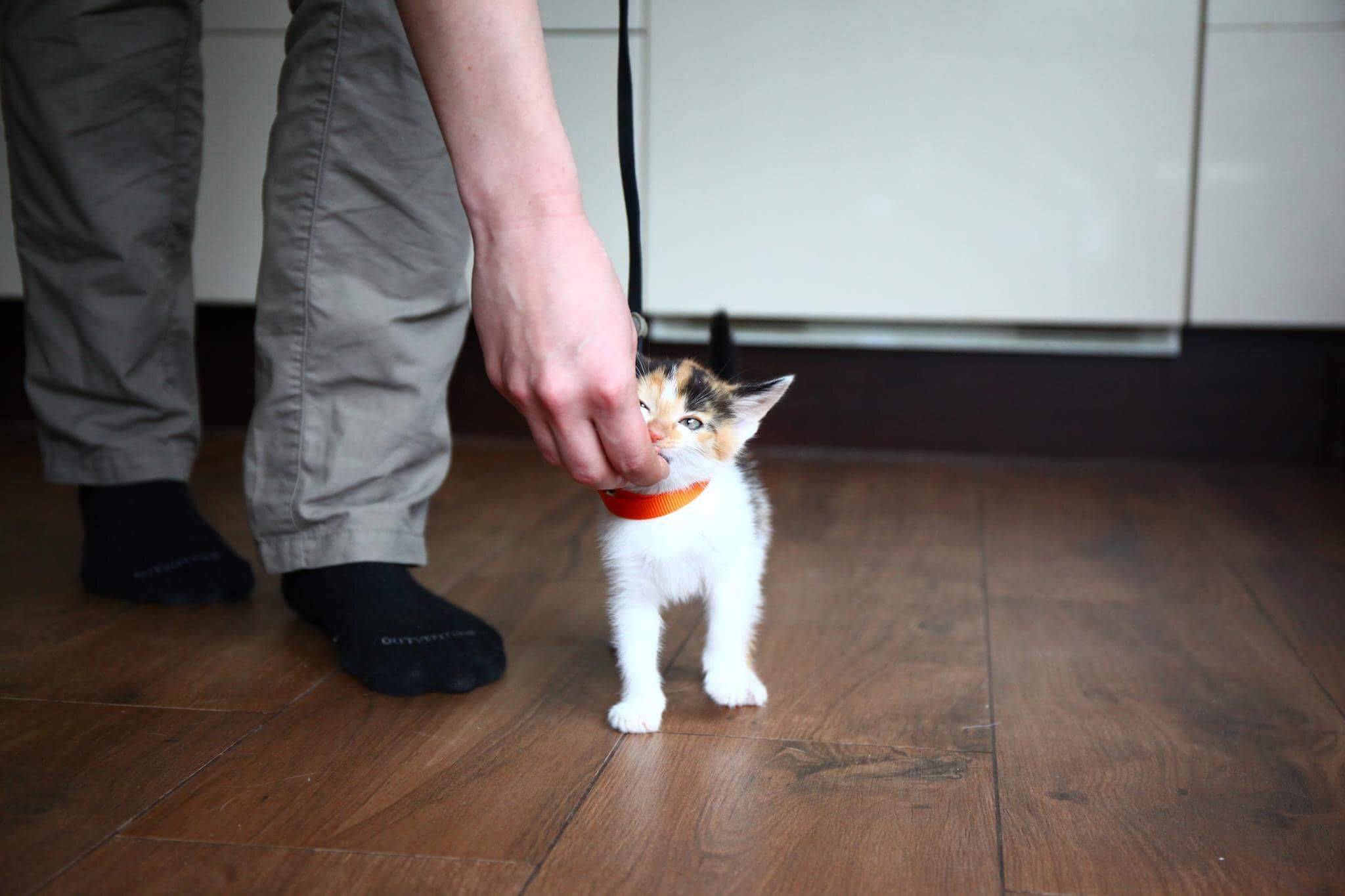 Дрессируем кошку в домашних условиях: видео уроки для начинающих