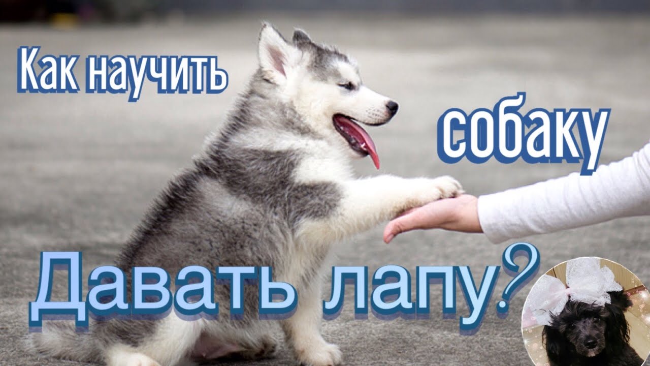 Как научить собаку давать лапу