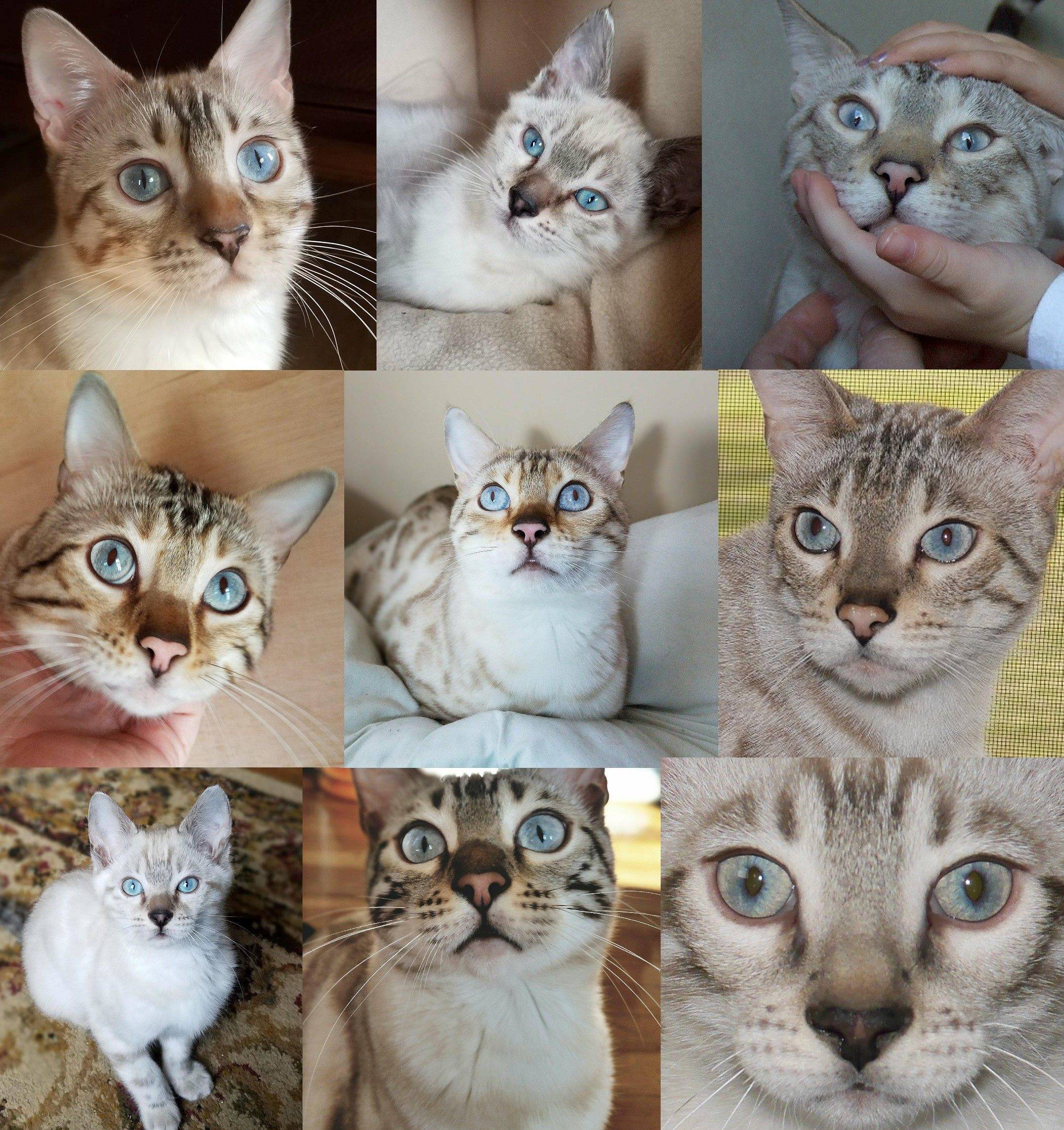 Во сколько месяцев у котят меняется цвет глаз