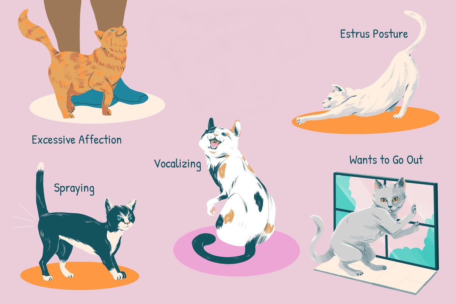 Британские котята: воспитание, содержание, питание, вязка