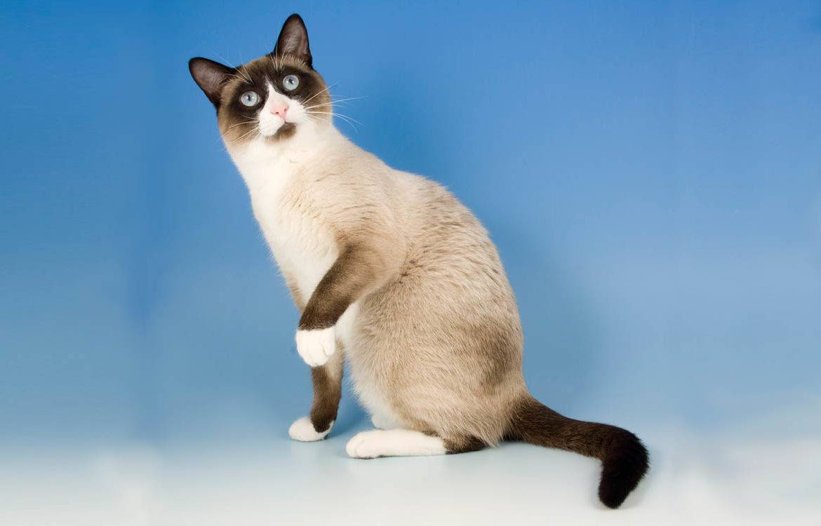 Cиамский кот: описание породы и характера, особенности ухода, цена, фото