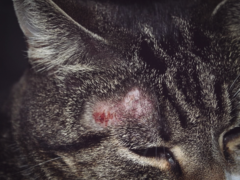 Стригущий лишай у кошек: признаки, симптомы, лечение болезни (советы ветеринаров)