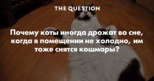 Почему кошка дрожит всем телом - причины и что делать - kotiko.ru