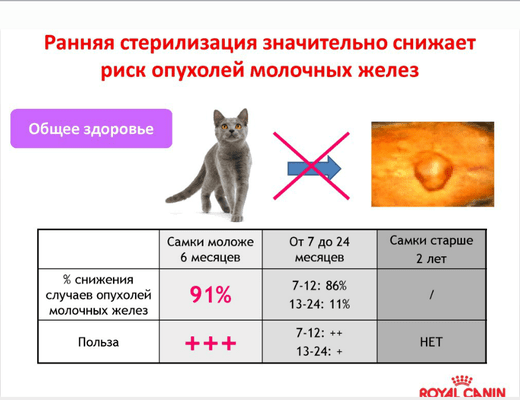 Сколько длится стерилизация кошки по времени