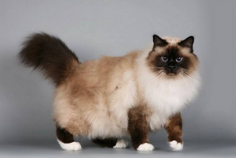 Британская длинношерстная кошка – характеристика породы с фотографиями