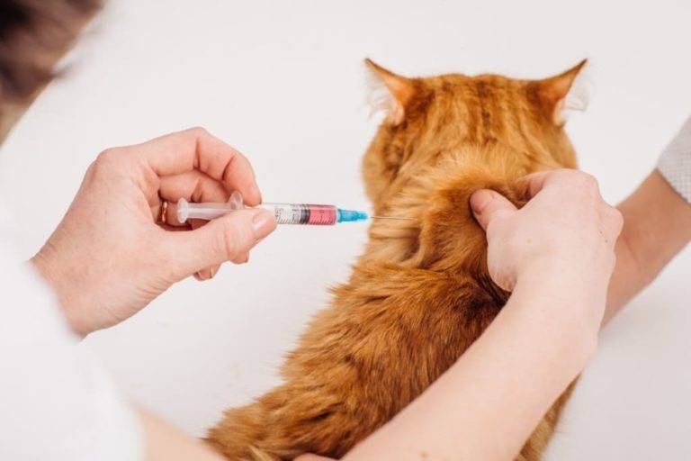 Понос у кошки, чем лечить? советы ветеринара