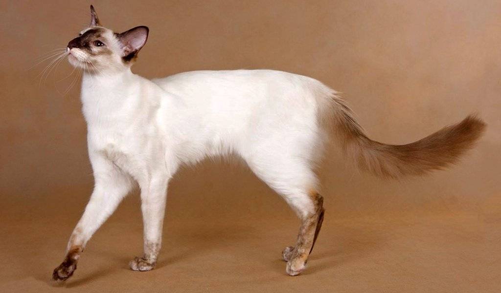 Длинноухие яванские коты (яванез): что надо знать, чтобы подружиться с питомцем