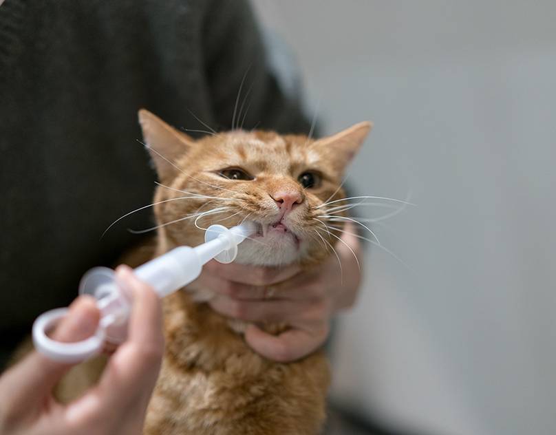Как кормить кошку или котенка из шприца: пошаговая инструкция ' кошки '