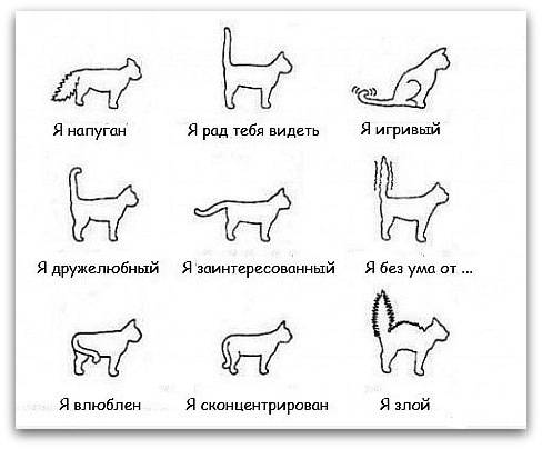 Повадки кошек: значение, безобидные и вредные, что делать