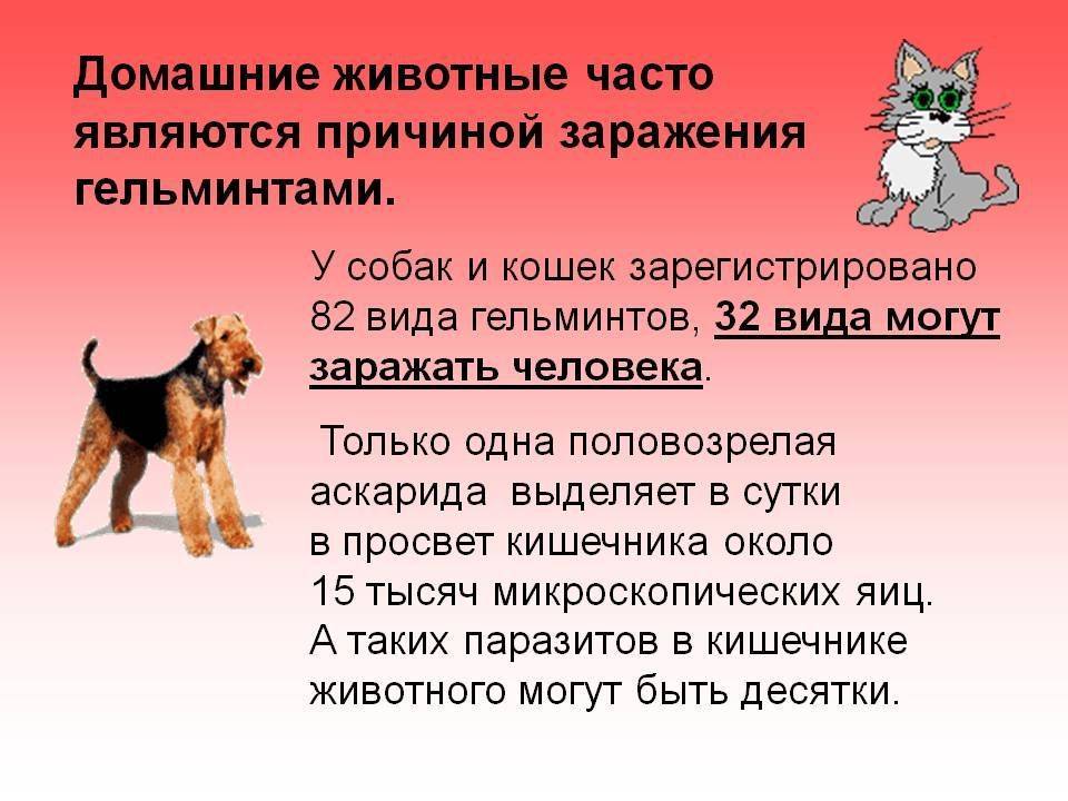 Дон24 - ростовские ученые выяснили, передается ли коронавирус от собак и кошек