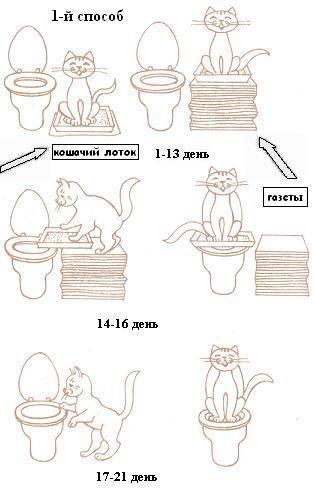Как приучить кошку (взрослую или котенка) к когтеточке и домику