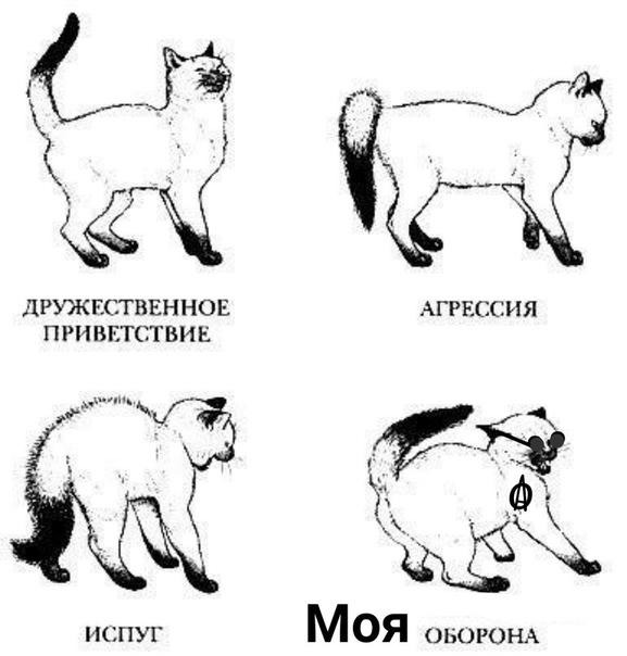 О чем "говорит" кошачий хвост: разбираем все положения - gafki.ru