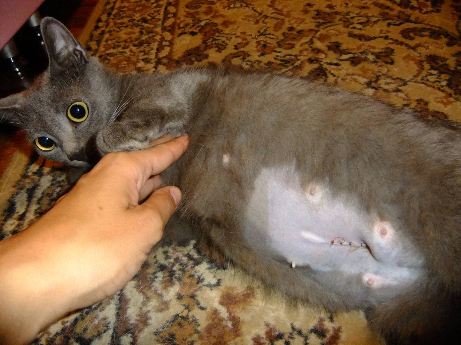 Стерилизация кошки во время течки: можно ли делать, последствия, когда можно