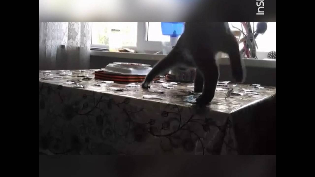 Способы отучить котов залезать и прыгать на стол: на кухонный и не только