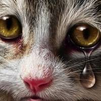 Умеют ли кошки плакать - причины слез