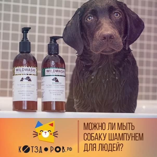 Можно ли мыть собаку человеческим шампунем