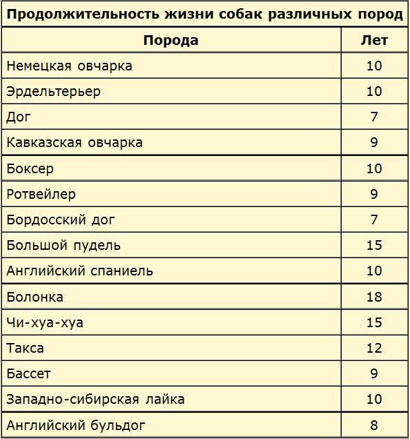 Сколько живут дворняги