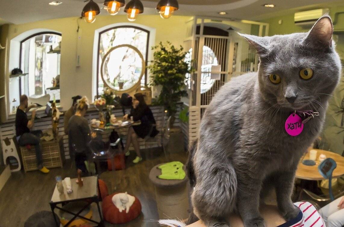Кафе для кошек