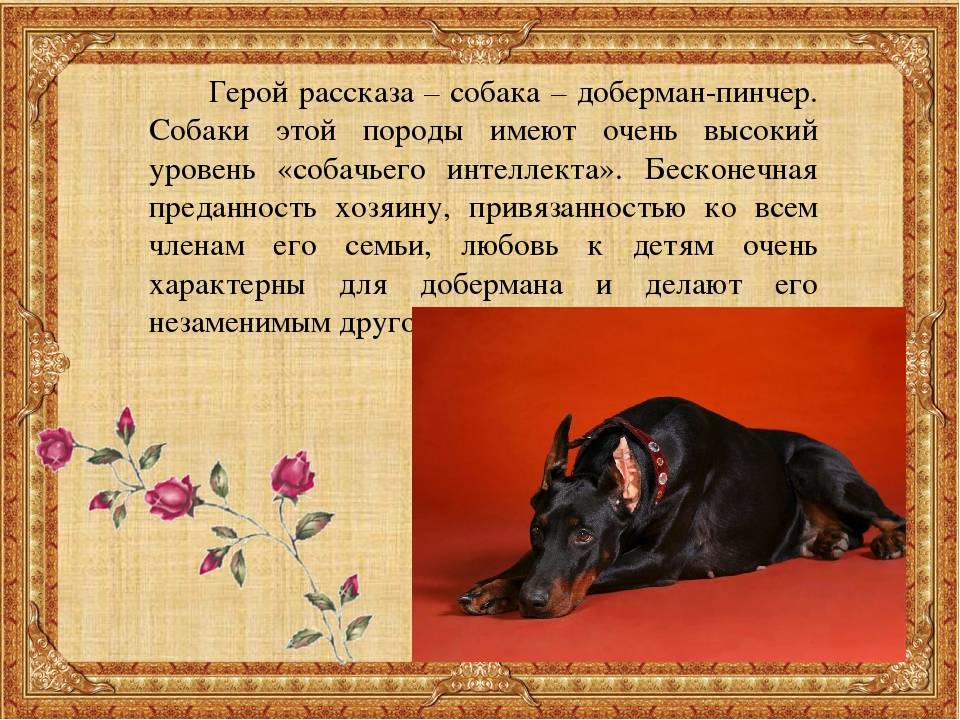 Доберман-пинчер: описание породы