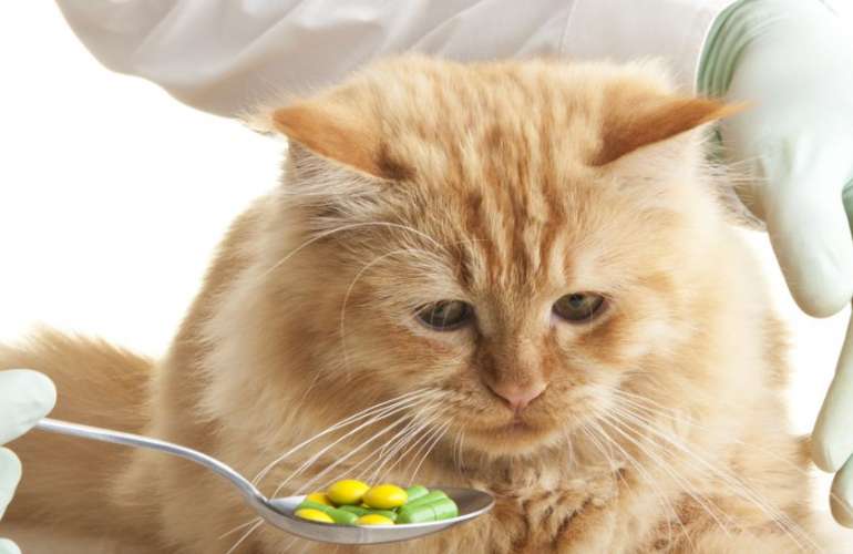 Панлейкопения у кошек: симптомы и лечение болезни