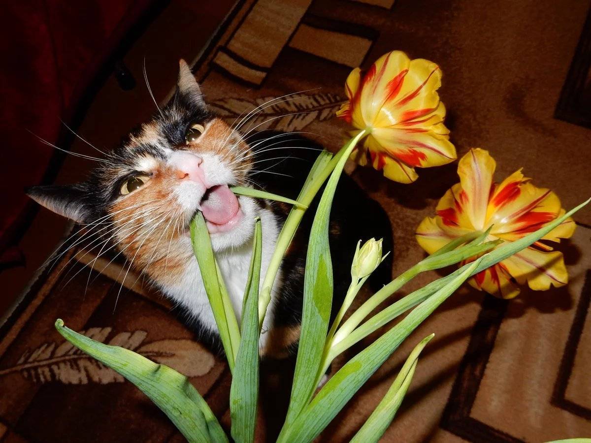 Что делать если кошка ест цветы | кот и кошка