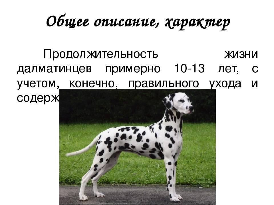 Порода собак далматин (dalmatian): фото, видео, описание породы и характер