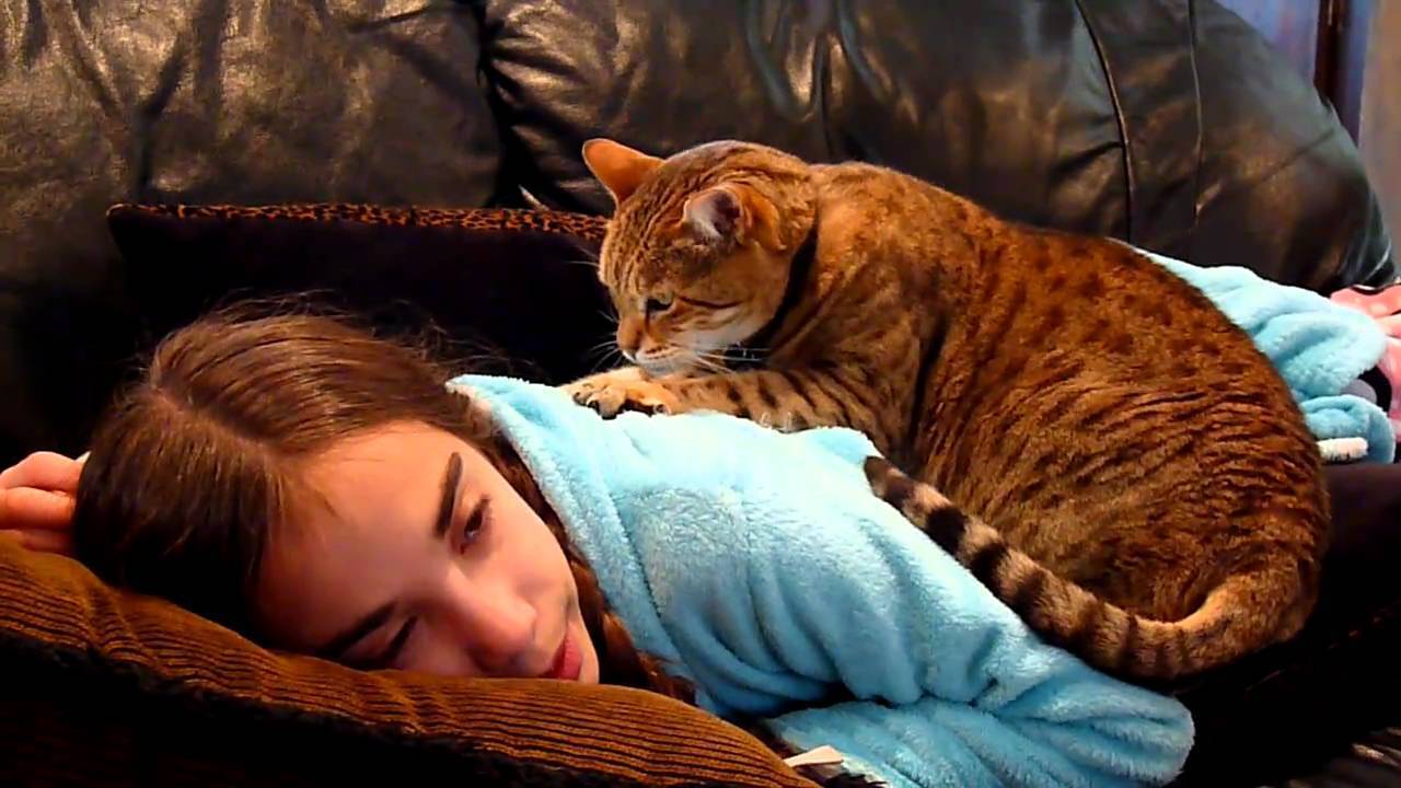 Кошки лекари