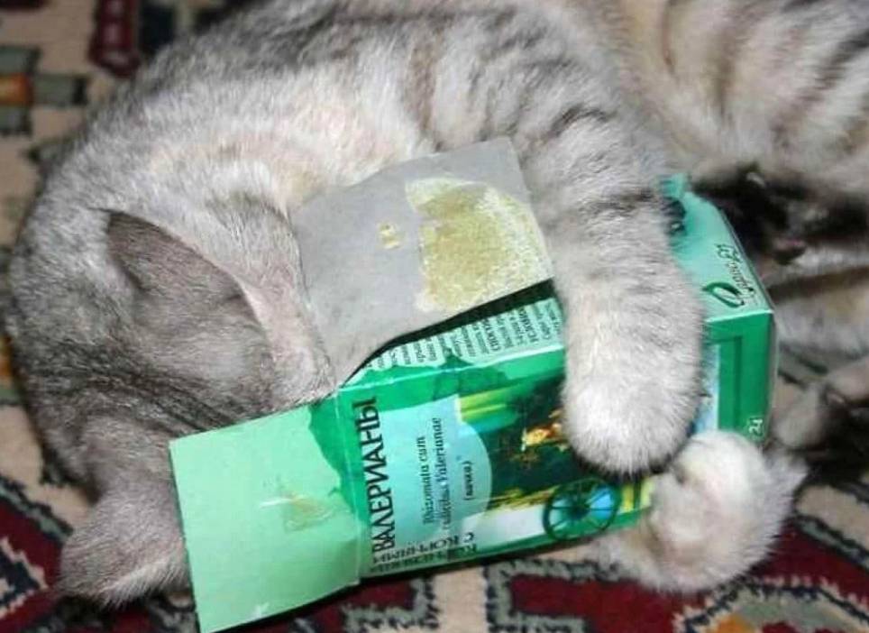 Валерьянка для кошек и котов: наркотик или полезное средство?