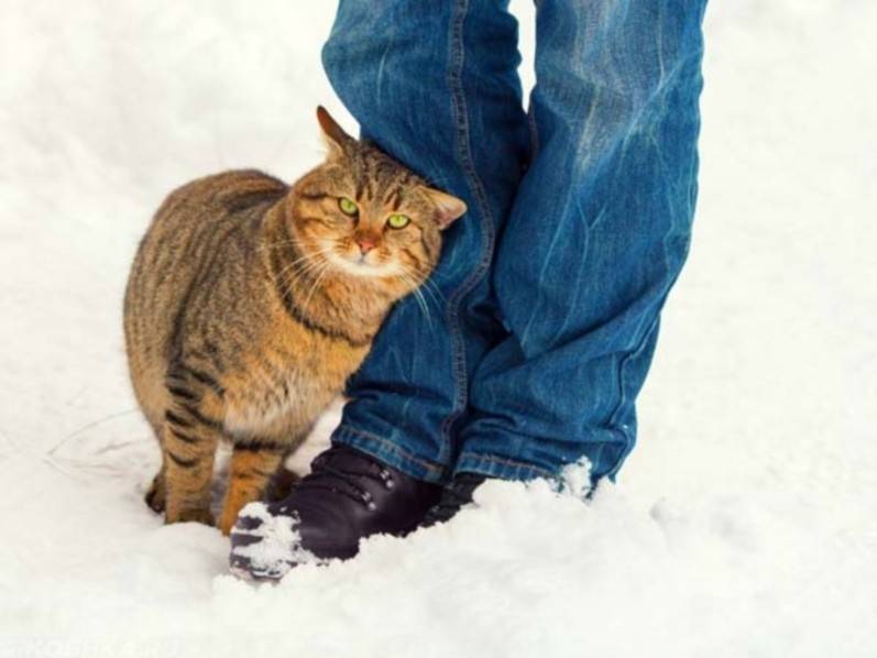 Причины укусов кота за ногу своей хозяйки: что это значит и что делать