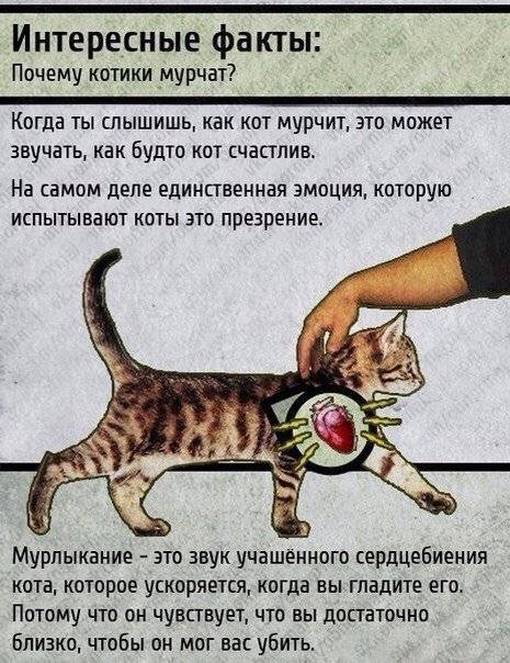Почему кошка не подпускает кота? почему кошка во время течки не подпускает к себе кота почему кошка не подпускает к себе кота.