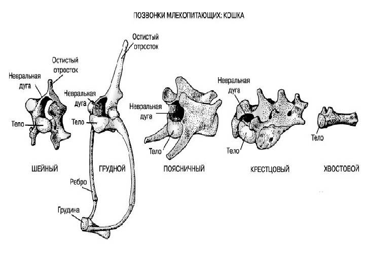 Головная боль в затылке и затылочной части головы: причины и лечение | ким