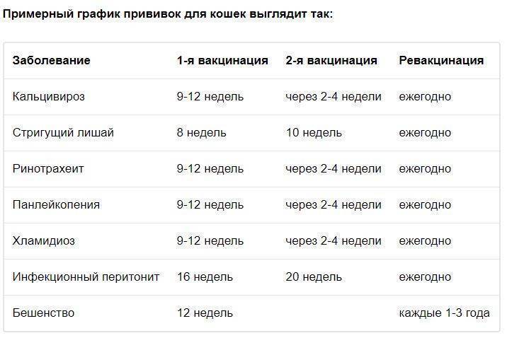 Прививки кошкам. все что нужно знать о вакцинации