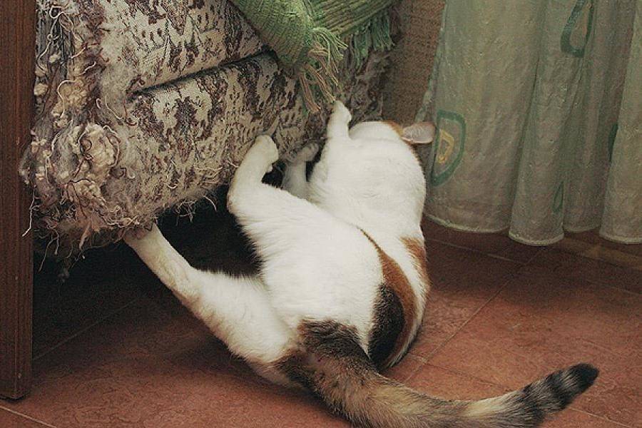 10 способов отучить кошку драть обои и мебель | звери дома