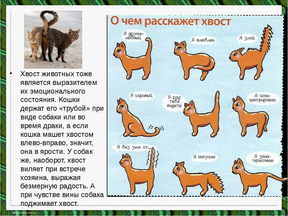 Почему кошка сосет кончик хвоста