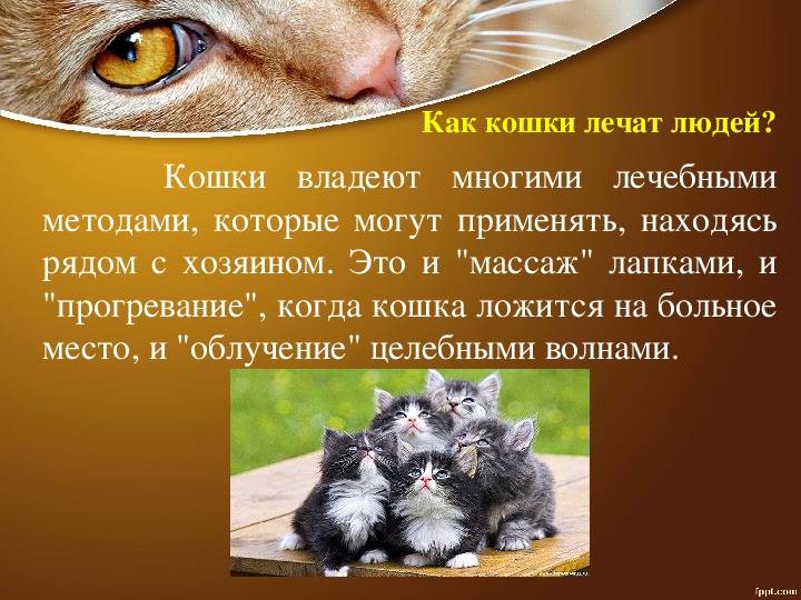 Кошки-целители - лечение кошками, какие кошки лечат, как кошки лечат людей - всё о кошках и котах